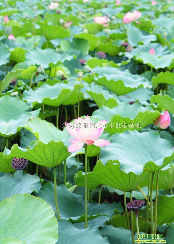 �ɻ����ɻ����ӡ�������ˮܽ�ء�ź����ܽޡ��ˮ֥��ˮ������֥��