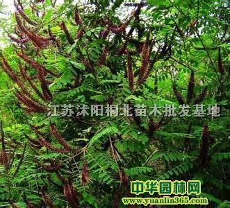 ���뻱����С�硢�������ӡ��Ͼ�����С�硢�������ӵ�