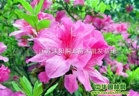 ë�顢�ľ顢�Ͼ顢�󻨶ž顢ʯ�Ҷž����ľ