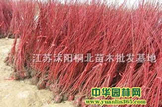 ����ľС�硢���ľ���ӡ��β���β���ӡ�����Ҷ���ӵ�
