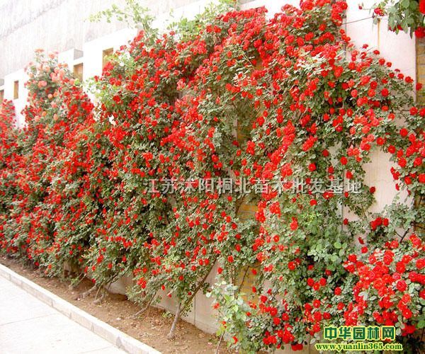�ٱ��¼��������¼��������¼��������¼�����ñ�¼���