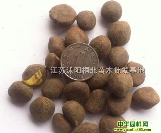 �������Ӽ��硢ĵ�����ӡ������ӡ��ž����ӵ�ͥԺ����