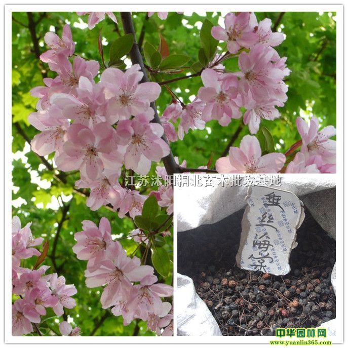 ���ֹ��Ĵ�˿���ġ���˿�������ӡ��������ġ��ձ����ĵ�