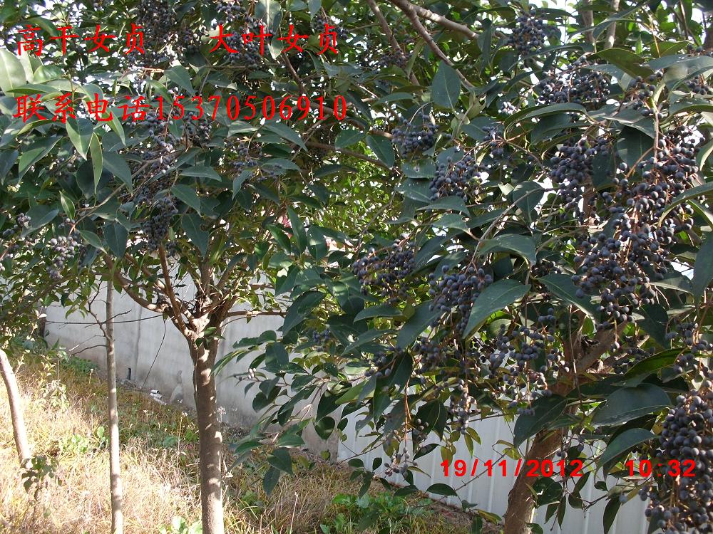 ��ҶŮ�ꡢ��ͩ���������������ϻ�����鬡����ӡ���Ҷ�����ľ