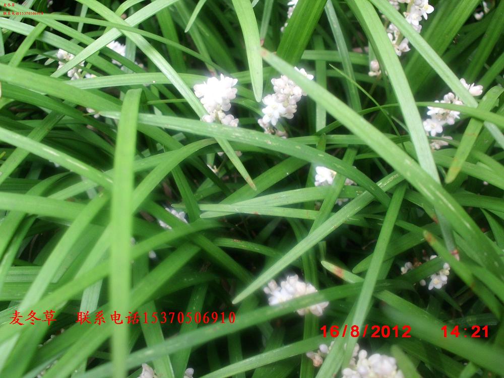 ��Ҷ�󶬲ݡ�����󶬡��󶬲�����