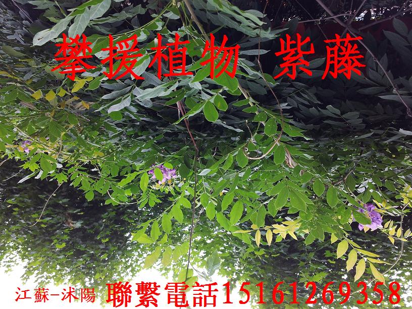 �������ӡ���ޱ���ӡ���������