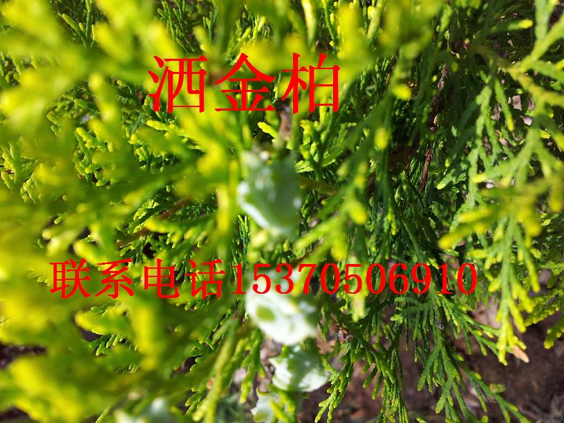 ����ء����ء����ء��ذء���ء�ɳ�ذء�ѩ�ɡ����ɵ���ľ