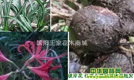 �˰���������ɳ����ʯ�����򡢺컨ʯ��С�硢���ֻ�������