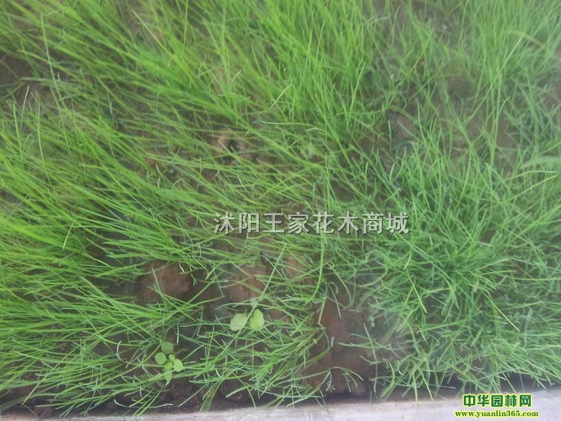 ����̲�ƺ���ӡ��������������ݲ�ƺ���ӡ�����ӱ����