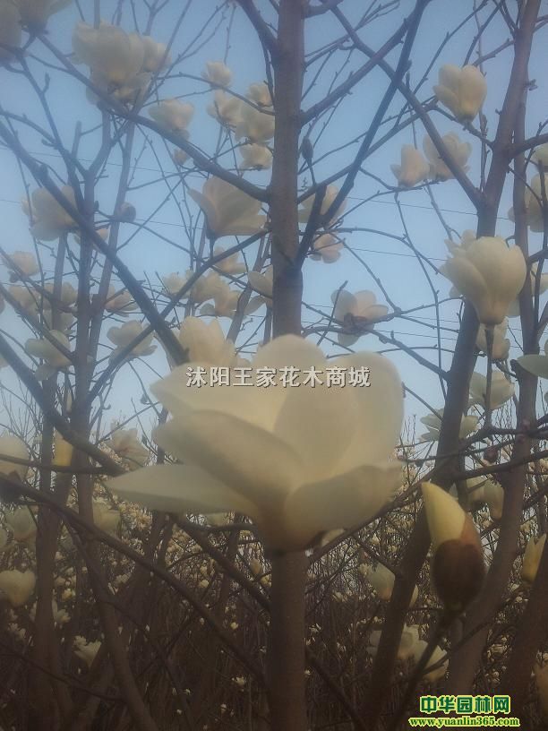 ����������Ҷ����ޱ��ͩ�����̻���ľ��컨��Ҷ����