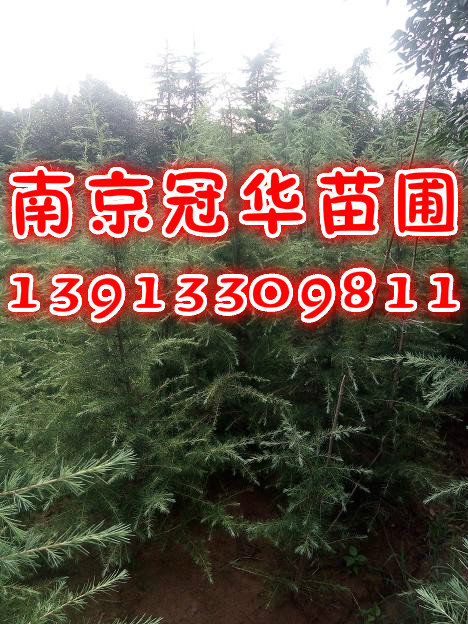 5��ѩ�ɡ�5���Ѳ�ѩ�ɡ�5��ѩ��