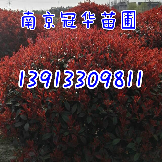 ��Ҷʯ���.��ͩ��.�۹���.��ɭŮ����.�컨��ľ��