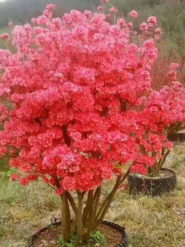�������������������١����ӡ���Ƿ㡢�����Ҷ�������ġ�Ů��