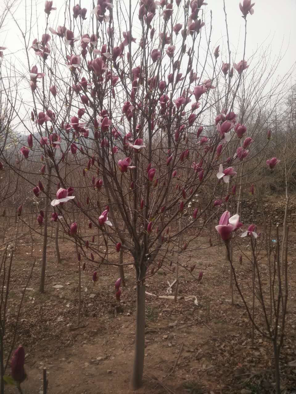 ���������������������Ҷ�������ġ�Ů�ꡢ���١����ӡ���Ƿ�