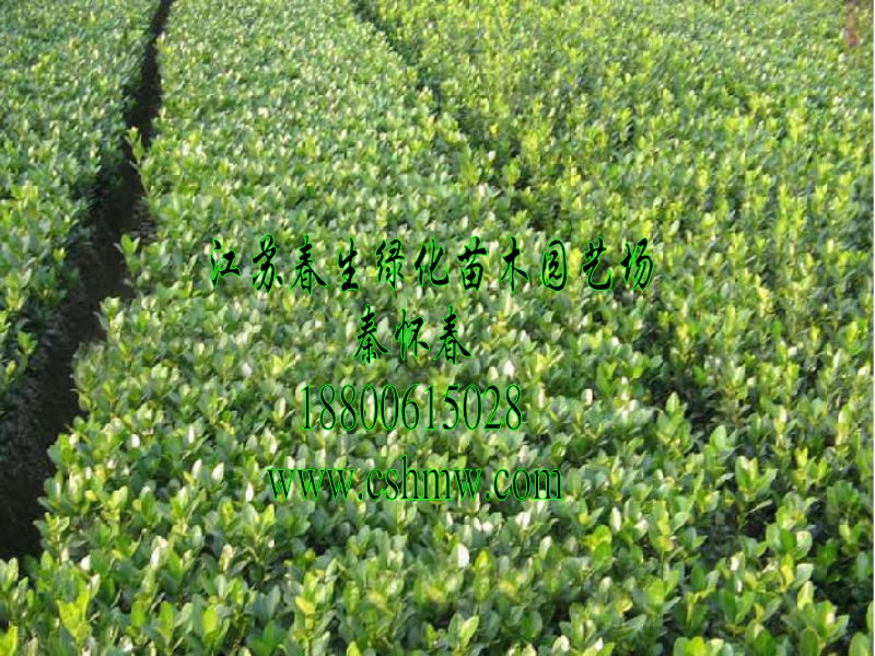 ��Ҷ������硢��Ҷ�����򡢶����硢�������ļ���