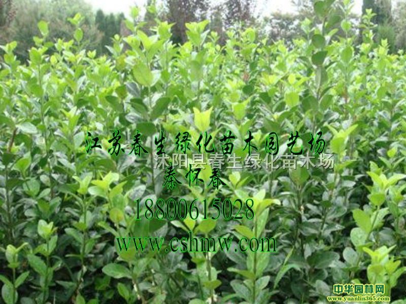 ������С�硢�����硢СҶ�����١���Ҷ�����١�������ì����ǽ��
