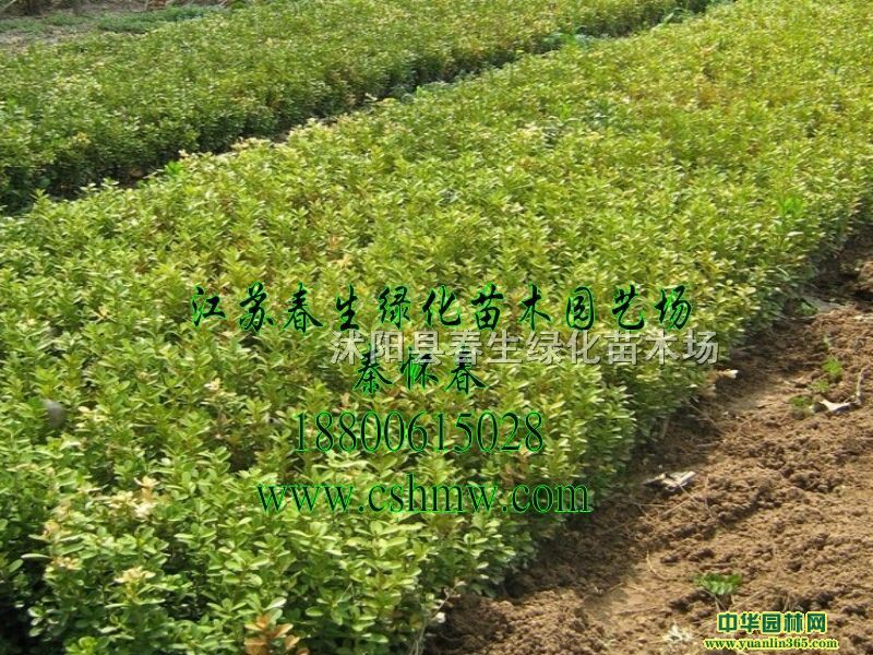 ���ӻ���С�硢���ӻ���ѿ�硢���������ľ��СҶ����С��
