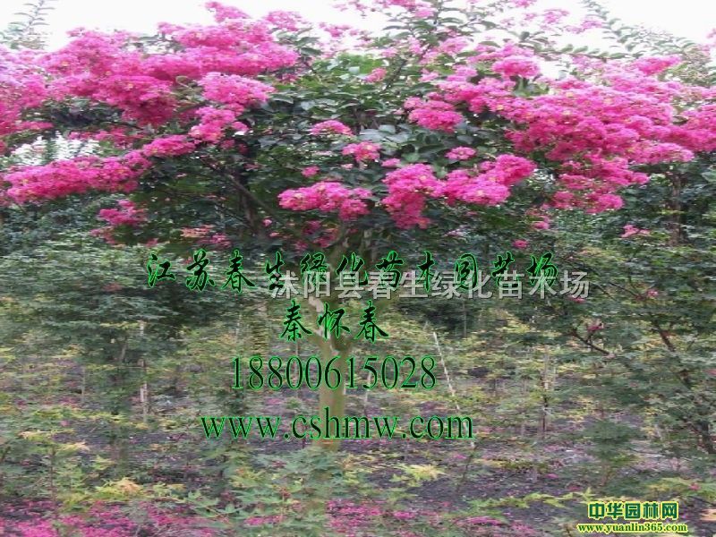 �컨��ޱ����ޱ�����硢���պ컨ľ����ޱ���컨��ޱС��