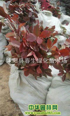 ��Ҷʯ骴��硢��Ҷʯ骱��硢��Ҷʯ�С�硢��Ҷʯ���