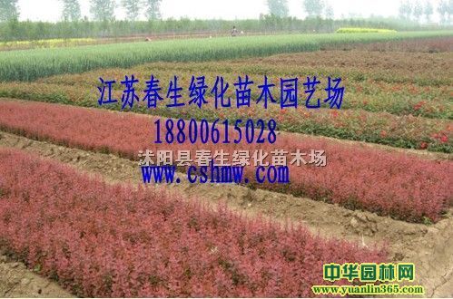 ��ҶС��С�硢��ҶС�޴��硢��ҶС��ѿ�硢��ҶС����