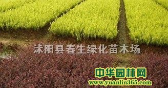��ҶС���硢��ҶС��ѿ�硢��ҶС�޴��硢��ҶС�޴���