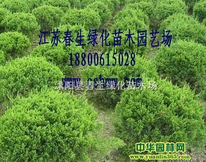 �������ɰ����硢����С�硢С����30-300����