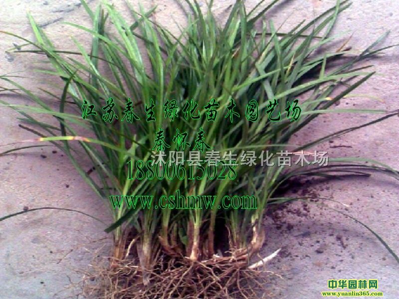 �󶬲���ľ����Ҷ�󶬲ݡ���Ҷ�󶬲ݡ�ϸҶ�󶬲ݡ���Ҷ�󶬲�