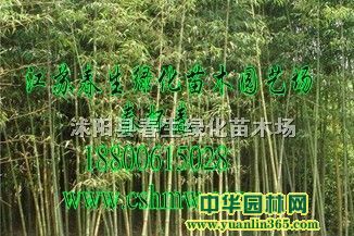 ����С�����ӡ�ë����԰���޺��񡢽����������񡢴�Т��
