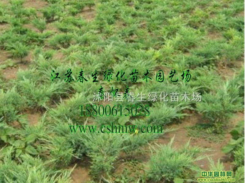 ɳ�ذ���ľ��ɳ�ذء�Բ�ء��̵ذء����ذ�