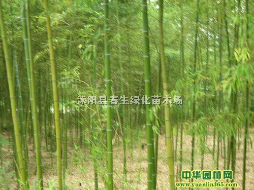 С���ӡ��������硢��԰�񡢸�����ޱ�����������޺���