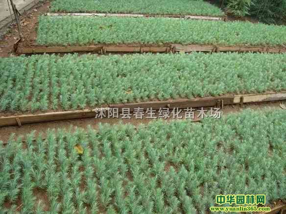 ѩ�ɴ��硢ѩ��С�硢ѩ�����硢ѩ��ѿ�硢����������