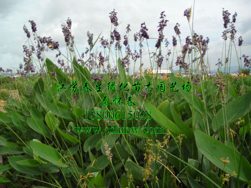 �������硢ˮ��ֲ�ˮ����