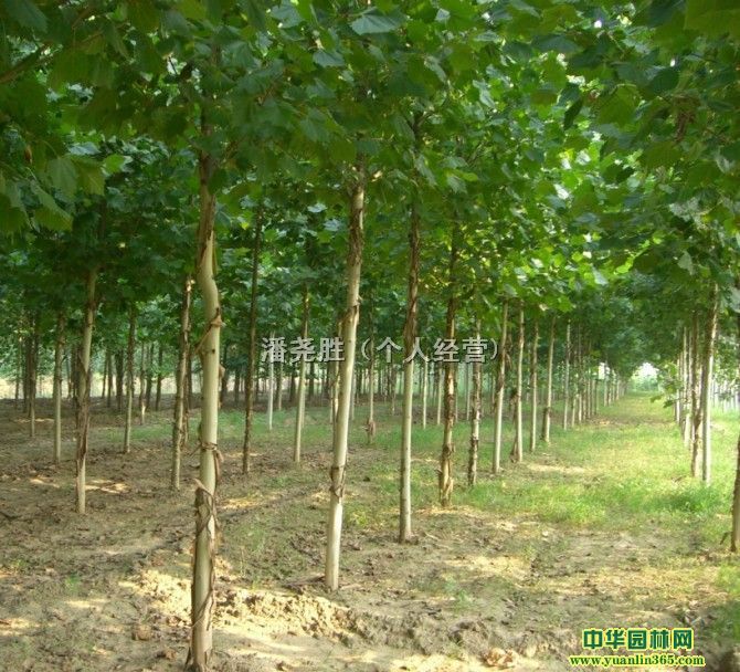 �������ͼ
