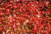 2-3����ɽ���硢2-3��ؽ��硢��Ҷ�ؽ��硢��ʯ��������