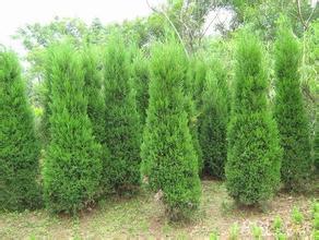 �����顢�����