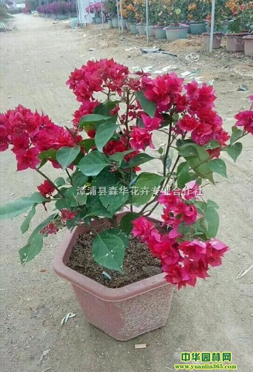 漳浦县森华花卉专业合作社