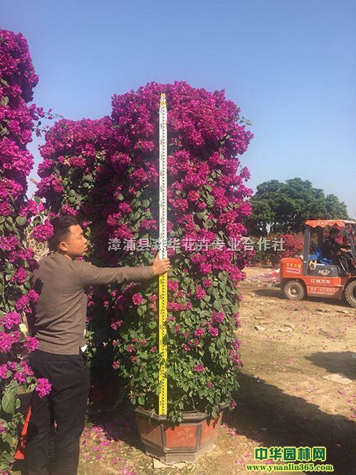 漳浦县森华花卉专业合作社