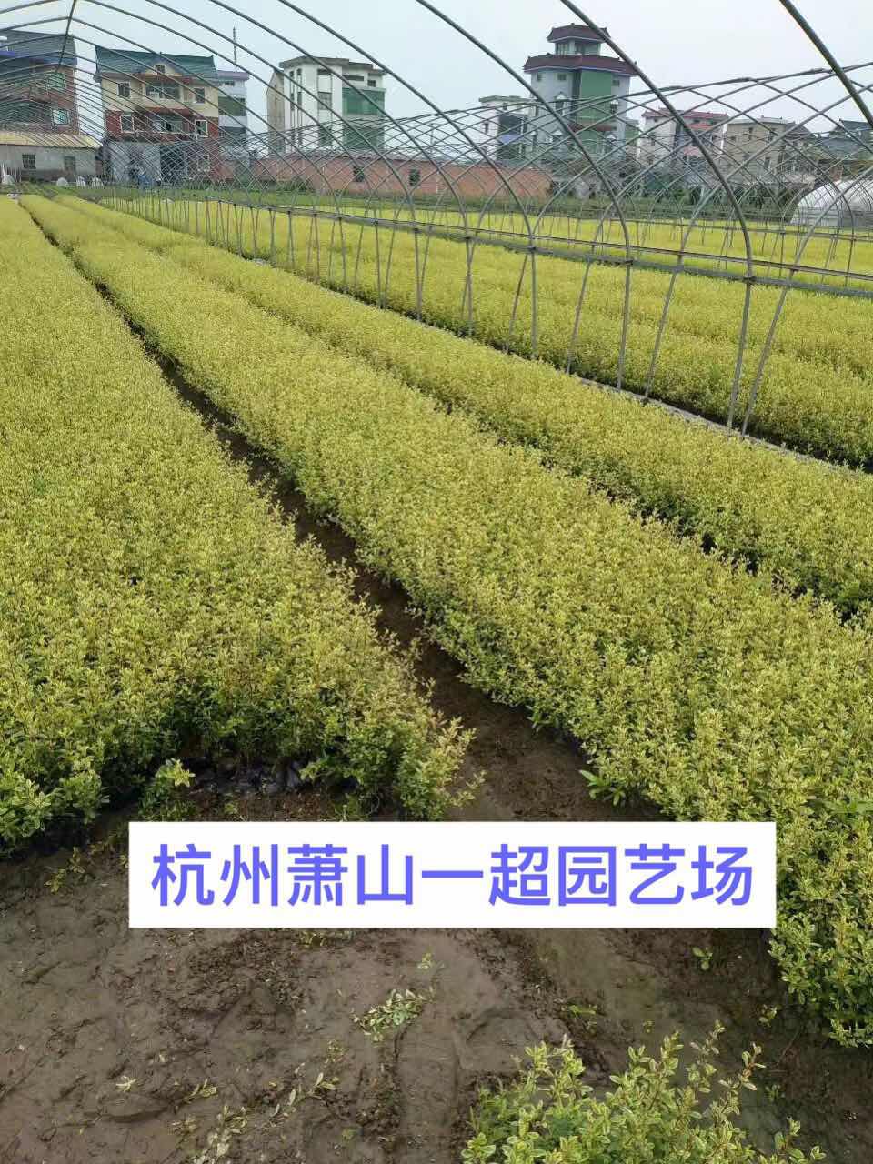 С��𼬡�С���С���硢С���Сë��