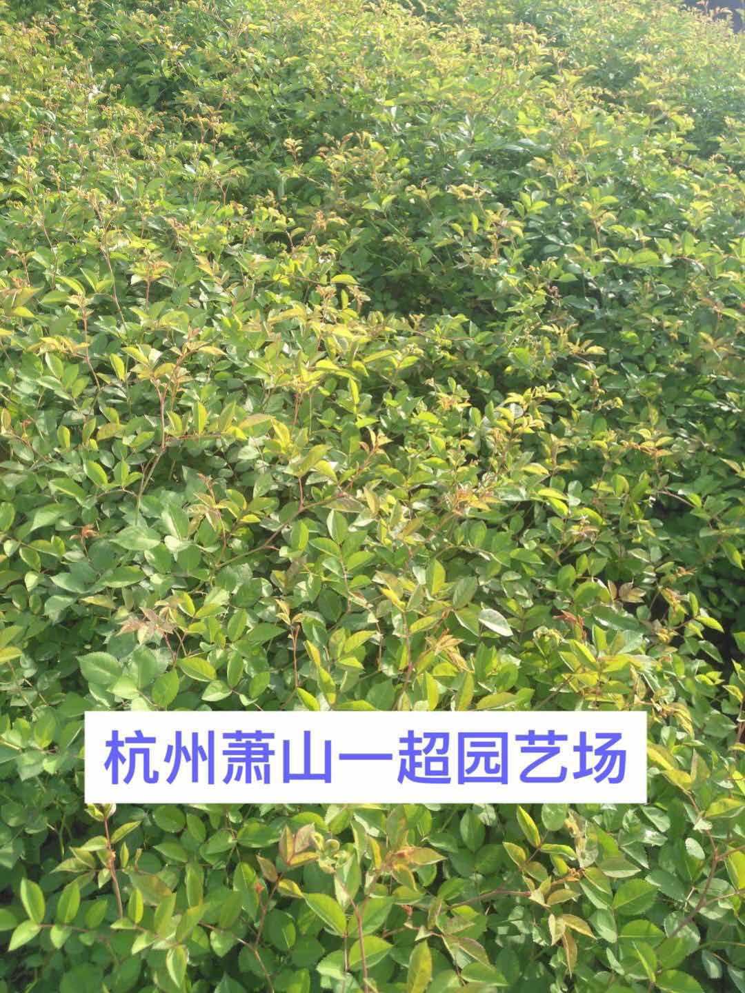 Ǿޱ��ǾޱС���硢Ǿޱ���硢Ǿޱ����ֱ��