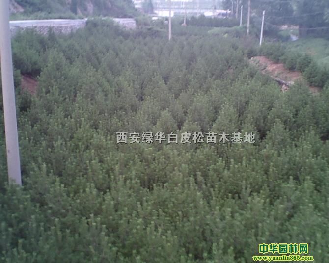 西安蓝田绿华白皮松苗圃