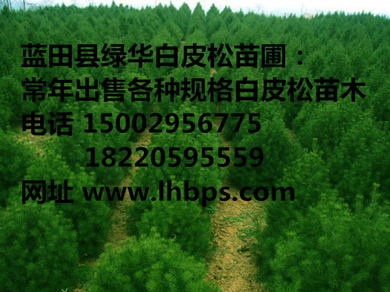 西安蓝田绿华白皮松苗圃