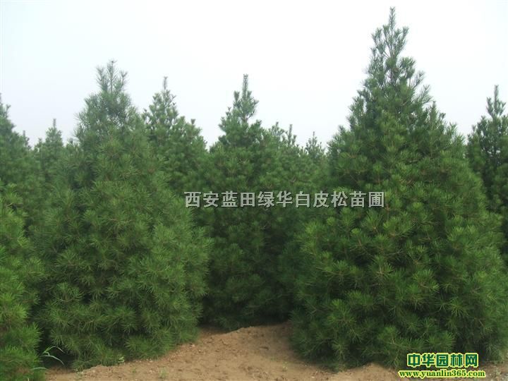 西安蓝田绿华白皮松苗圃