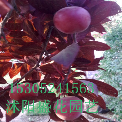 ��Ҷ�����ӡ���Ҷ�����ӡ����չ�������