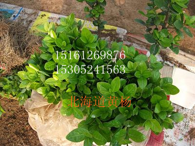 ������������ࡢ�������ġ���Ҷ������
