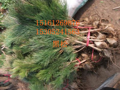 ����С�硢��Ҷ��С�硢�����硢��ޱ�硢�������