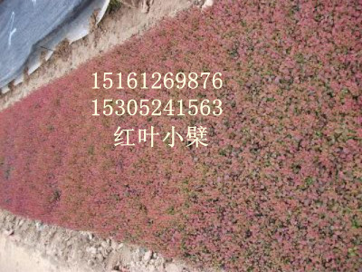 ��ҶС���硢��ޱ�硢�����硢��Ҷ����