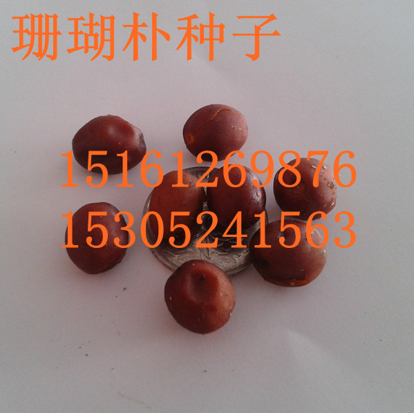 ɺ�������ӡ��η�ľ���ӡ���̴���ӵ���ľ����