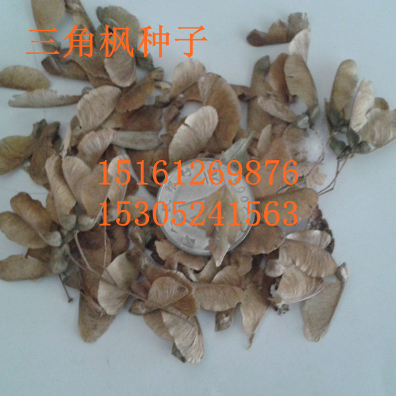 ���Ƿ����ӡ�������ӡ�������ӡ��������ӵ���ľ����