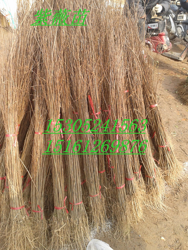 ��ͬ�����ޱ�硢�컨��ޱ�硢�������硢������