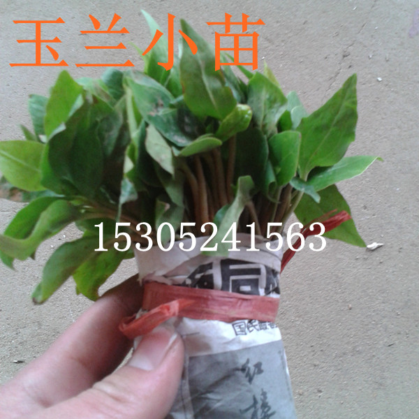 ��Ҷ������СҶ����С��ÿ��0.40Ԫ